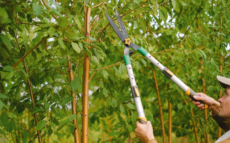 Tree trimming in Holyoke, CO
